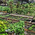 Community Gardens Growing Together In Urban Neighborhoods