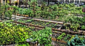 Community Gardens Growing Together In Urban Neighborhoods